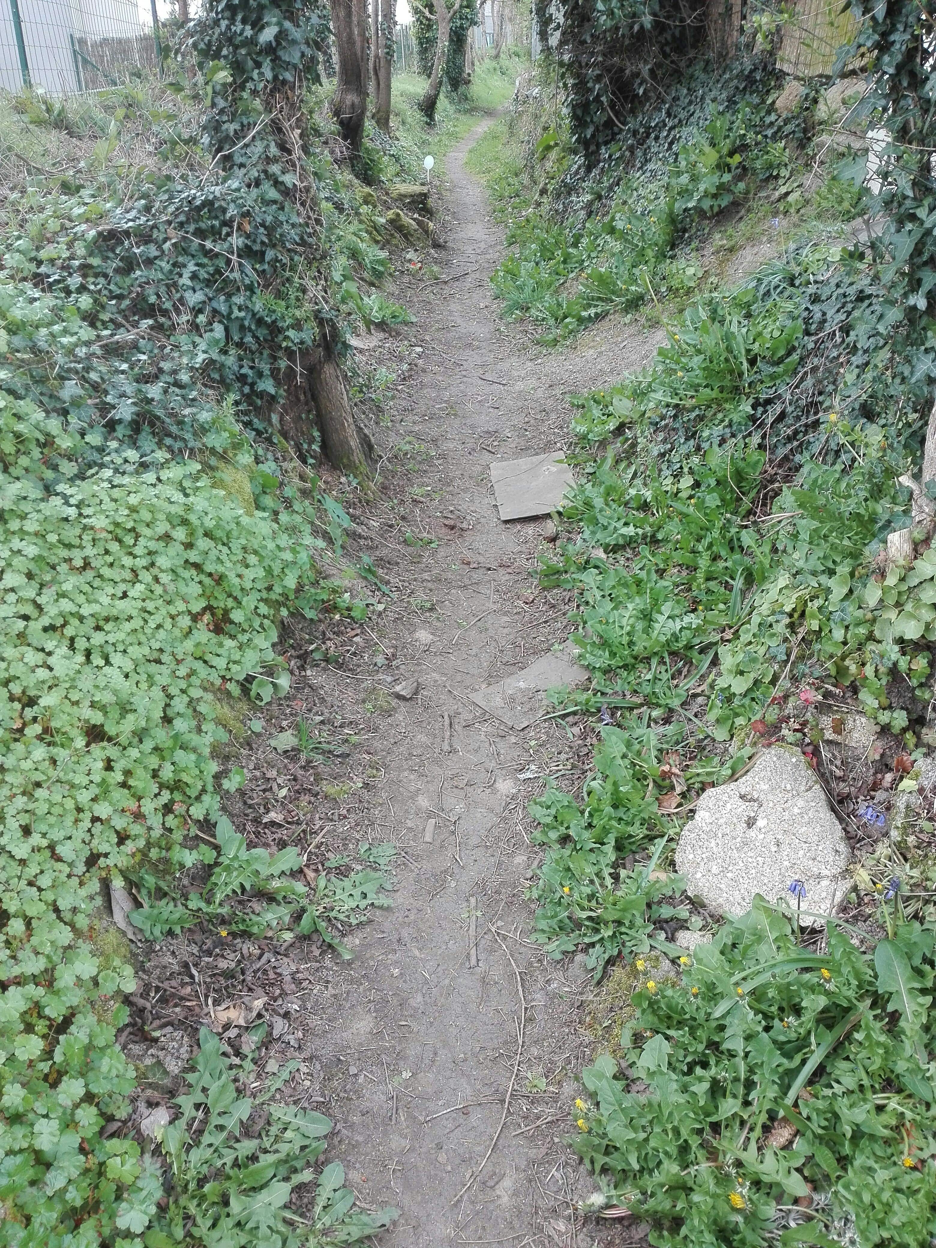 bords de chemin rural