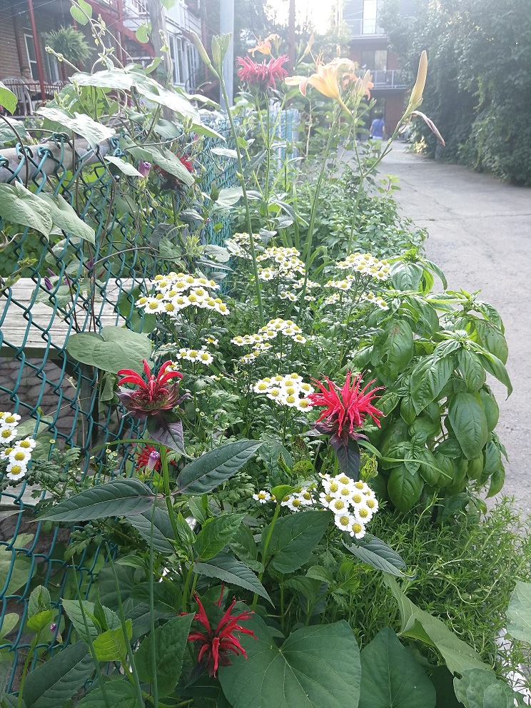 biodiversité dans un contenant de ruelle sur Montréal, QC, CAN