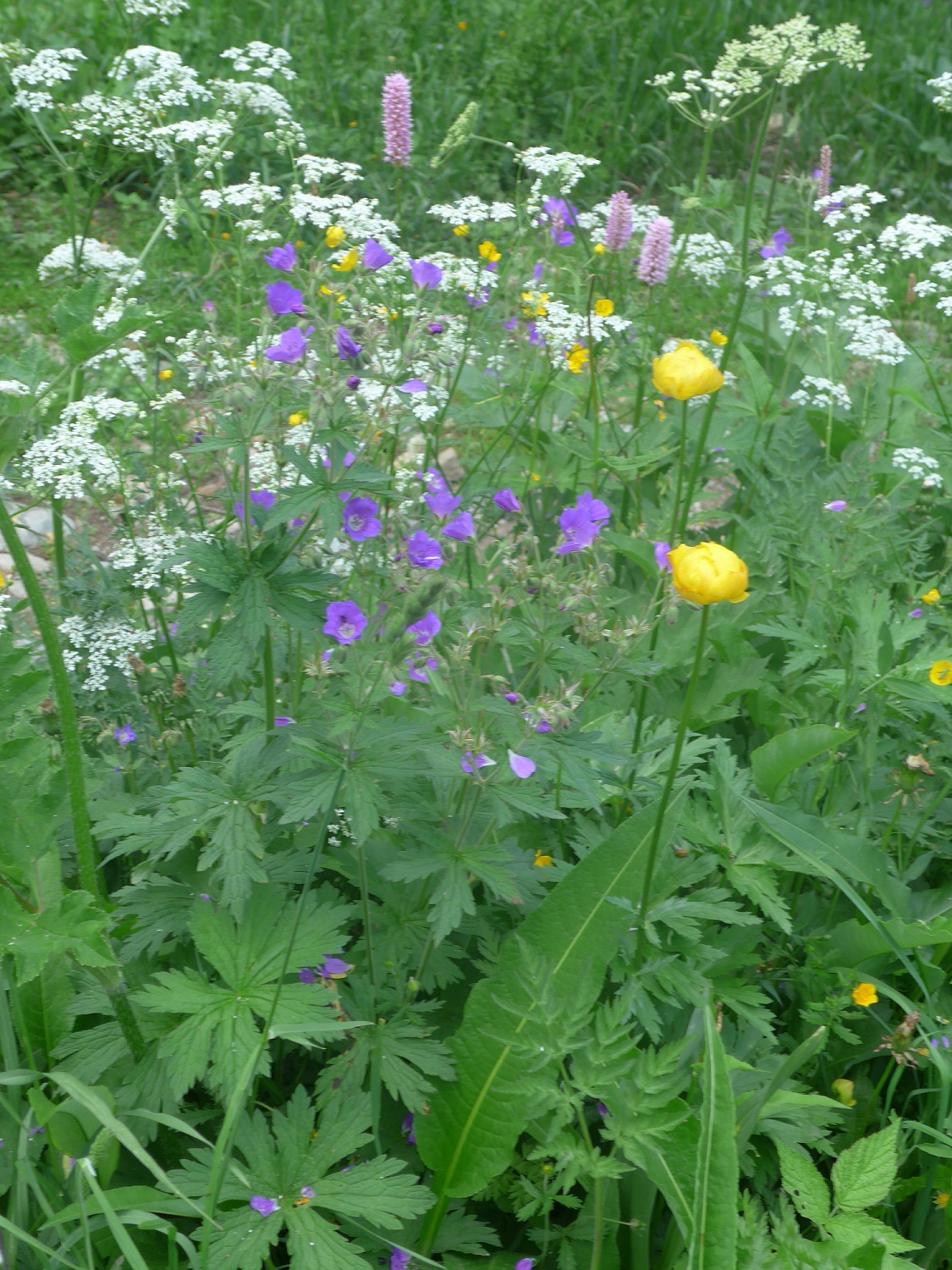Prairie , fond de vallée alpine juin 2018