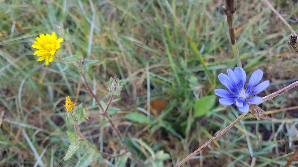 Chicorée sauvage et pissenlit