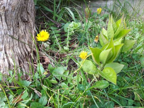 Lilas Pissenlit Trèfle