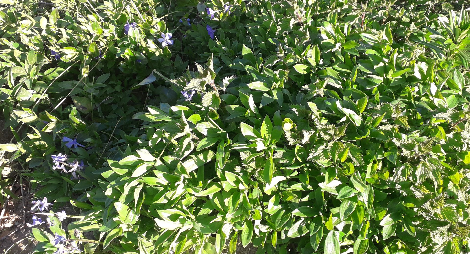 on peut voir des veroniques,des astromaires,des orties et desjacinthes