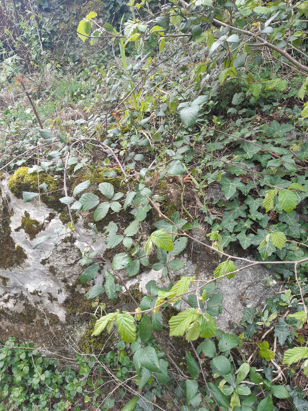 noisetier ronce lierre