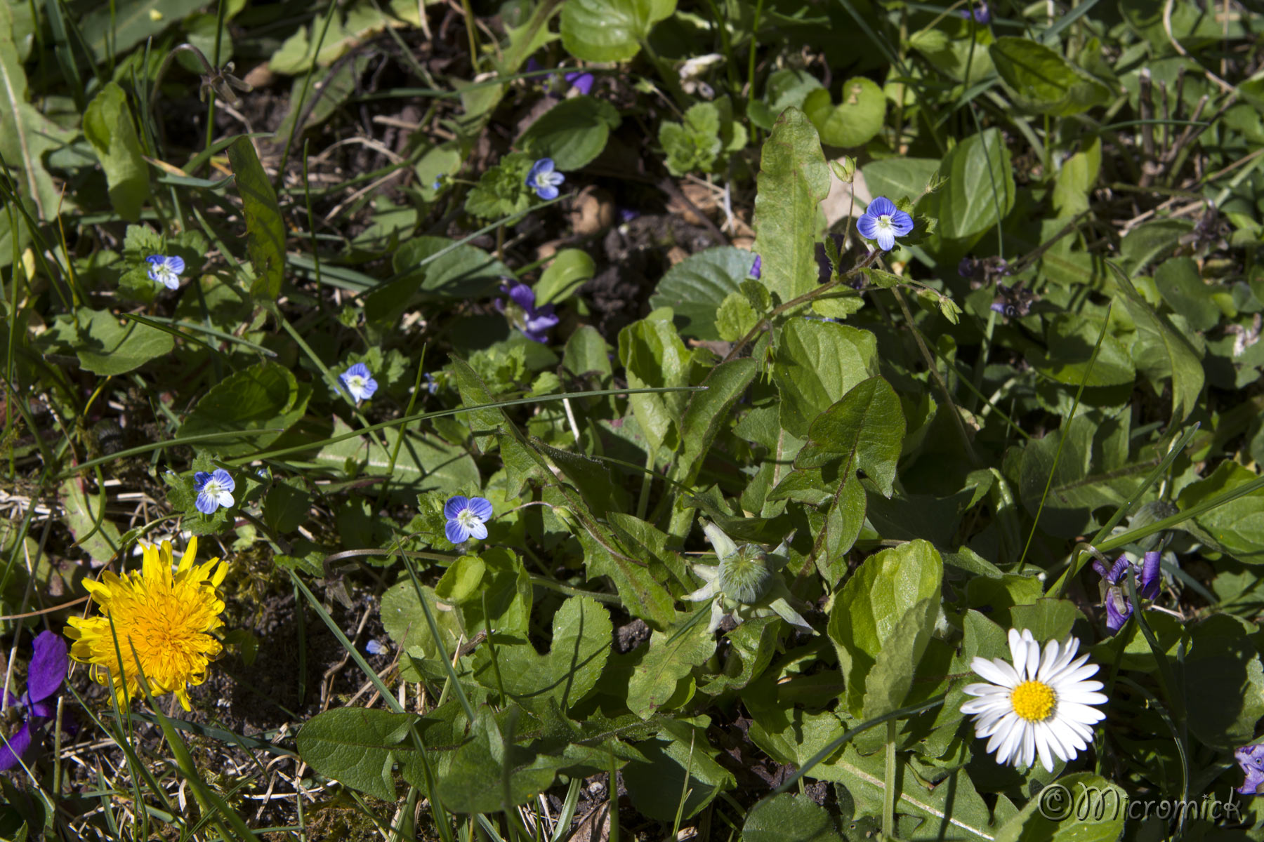 veronica et pissenlits par micromick