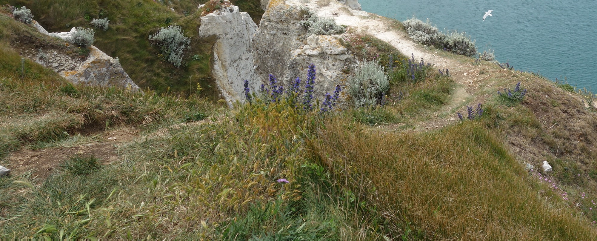 Etretat diversité fleurs