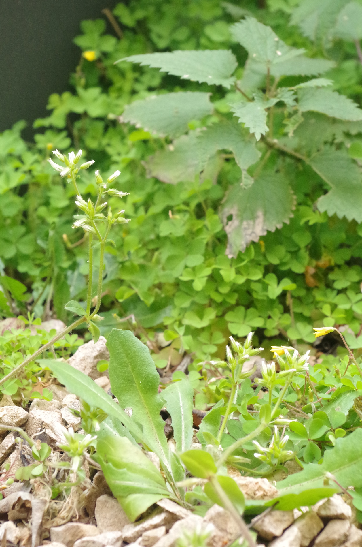 biodiversité sur terrasse