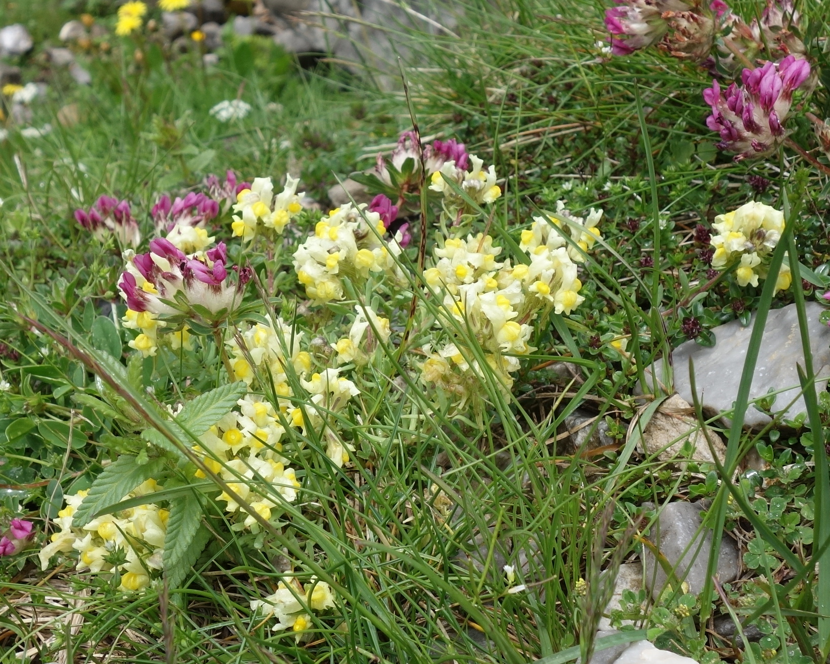 Photo prise dans le cirque de Lescun (Pyrénées Atlantiques) le 1er juin 2018. Il s'agit d'un mélange de linaires jaunes et de trèfles alpins