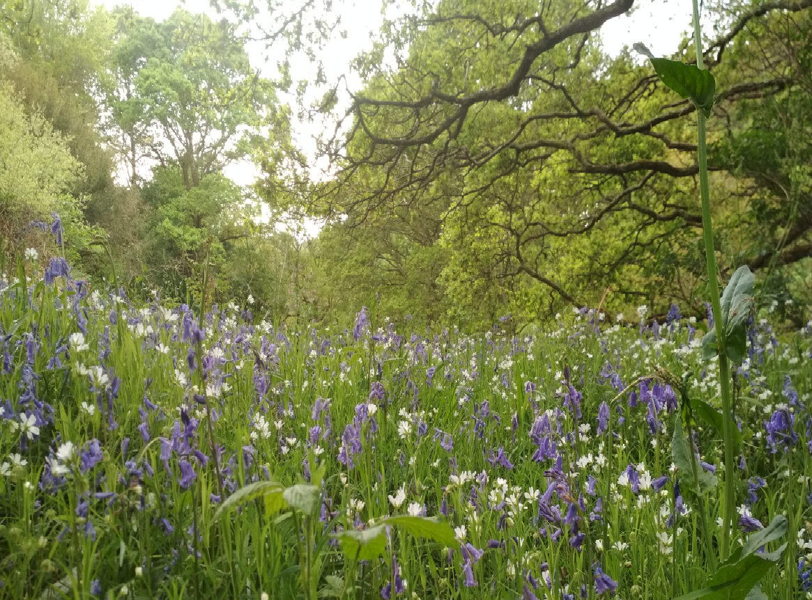 Biodiversité du Finistère en 2019