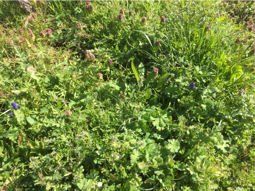 Biodiversité du jardin