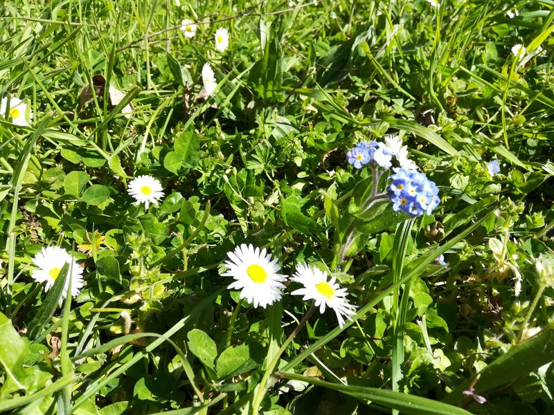biodiversité jardin