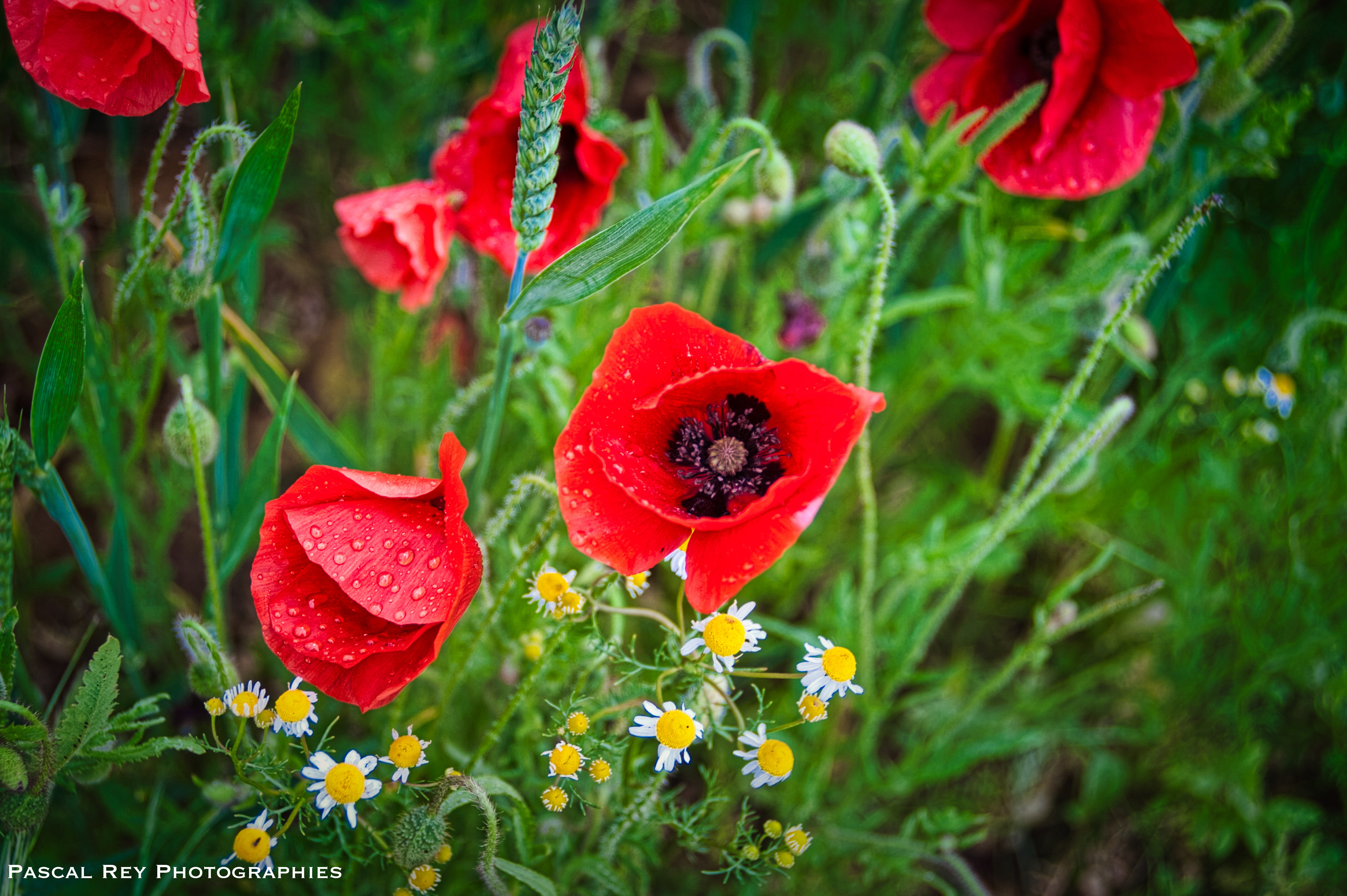 diversité végétale
