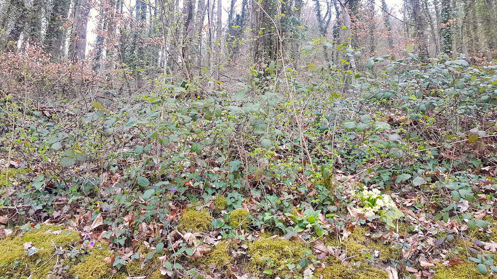 biodiversité butte sous bois