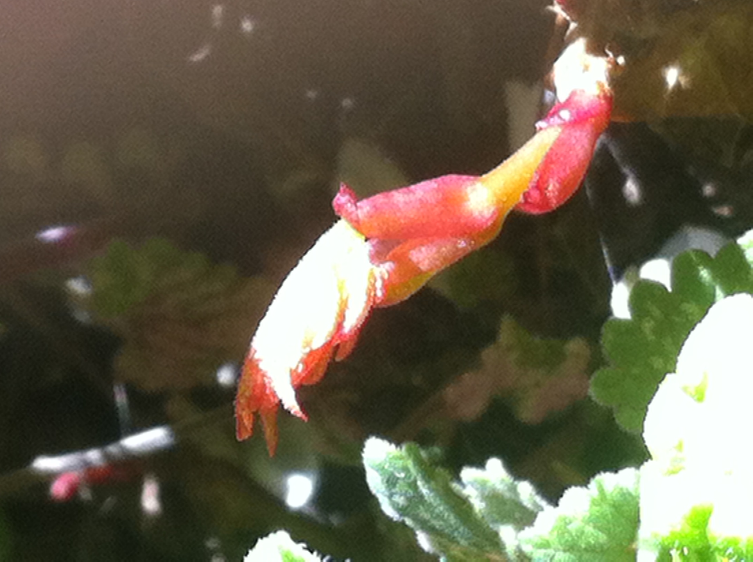 pousse de Vigne Vierge