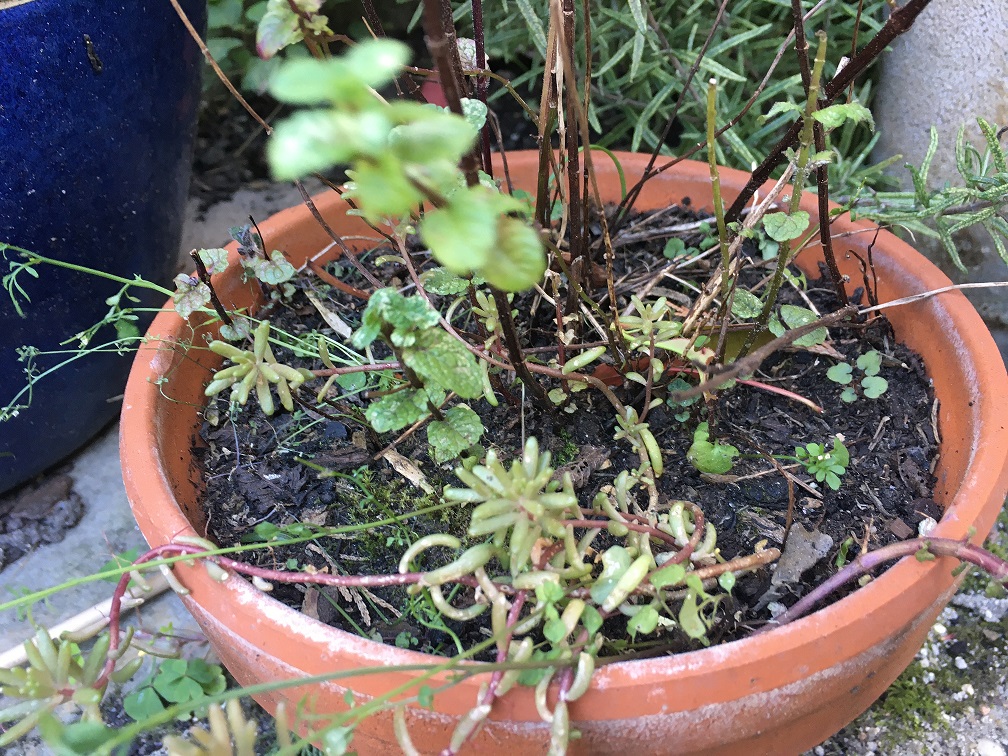 biodiversité dans un pot