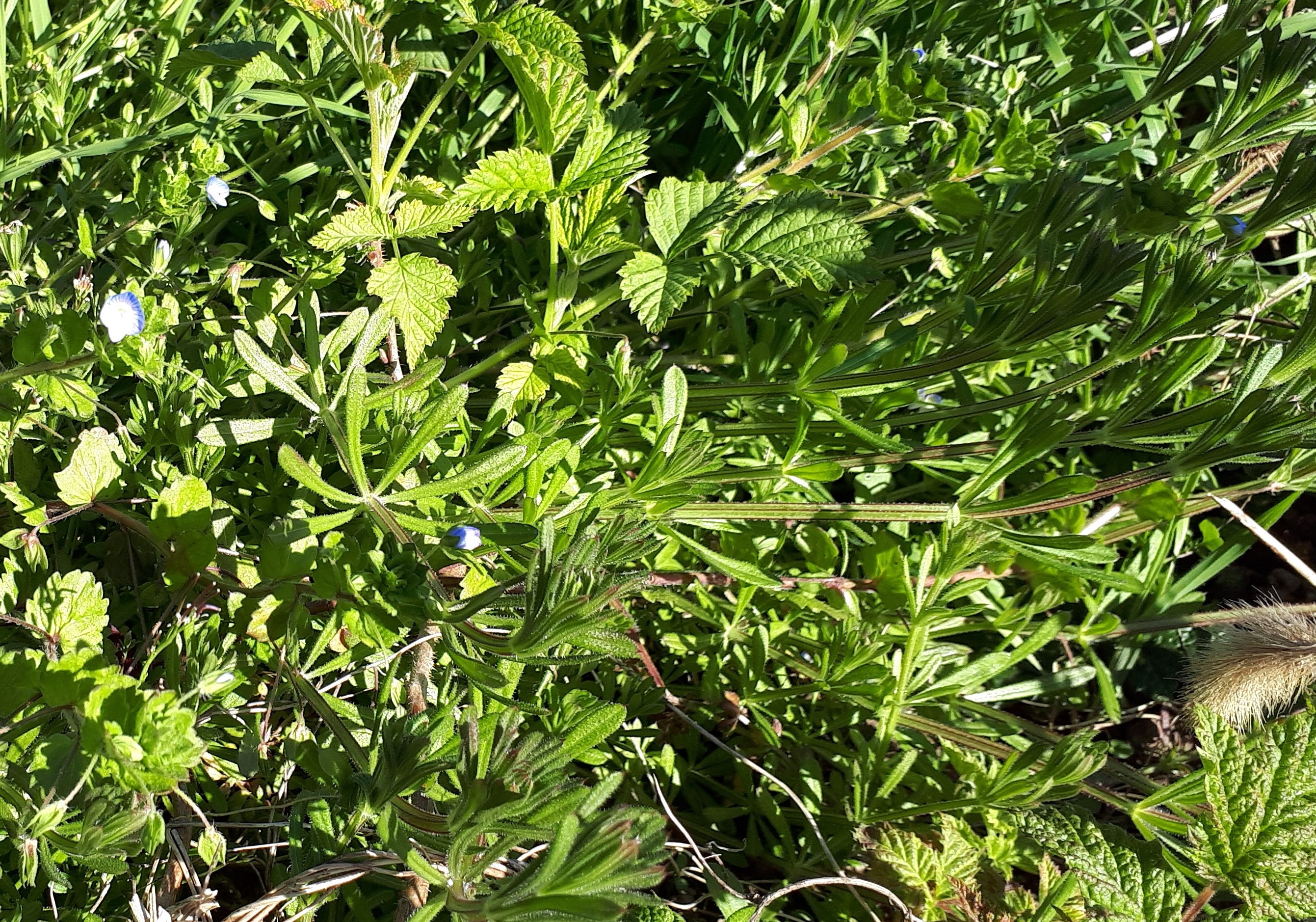 Herbes du jardin Véronie-petit-chêne et Gros-minet