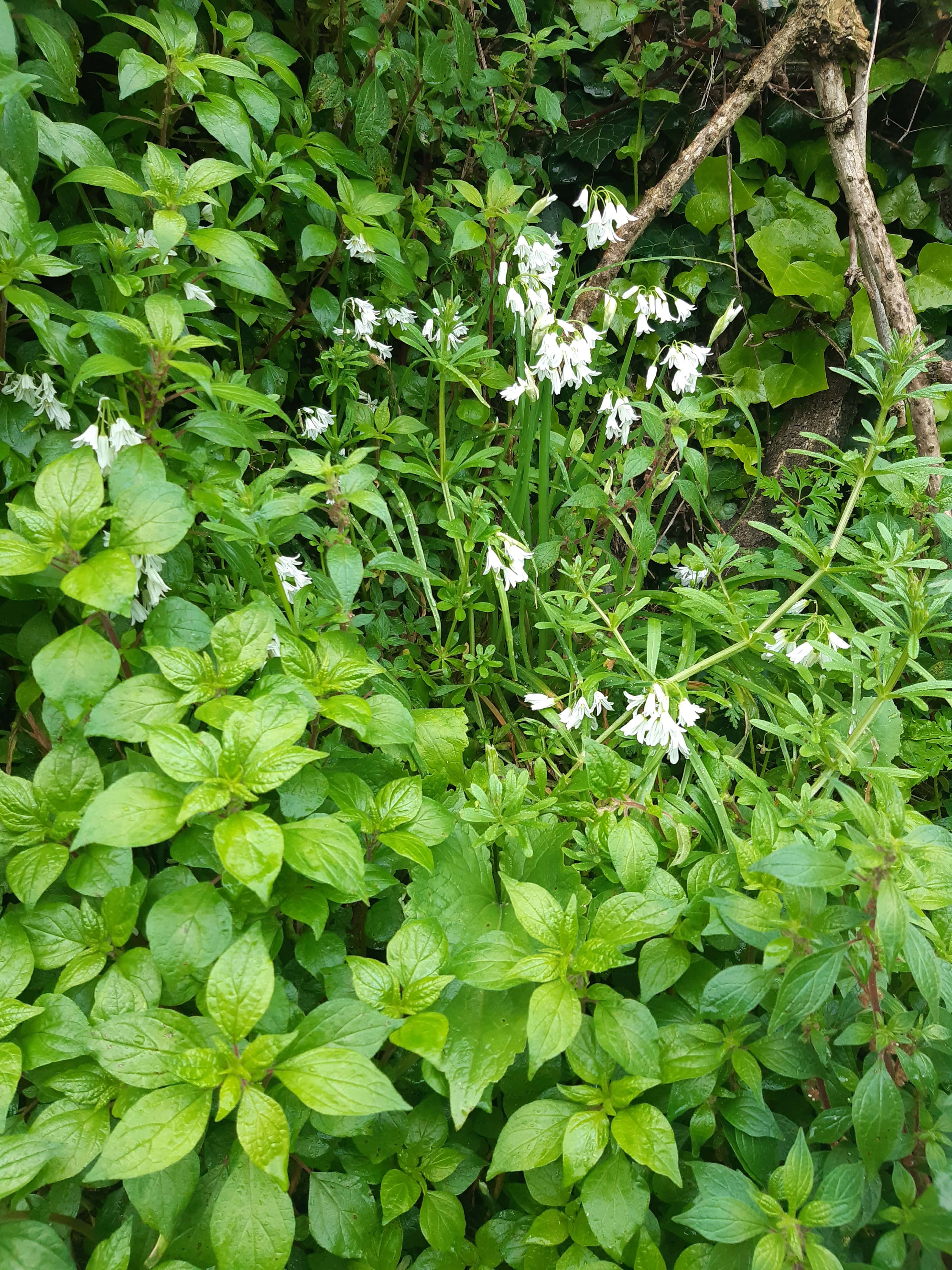 diverses plantes sauvages