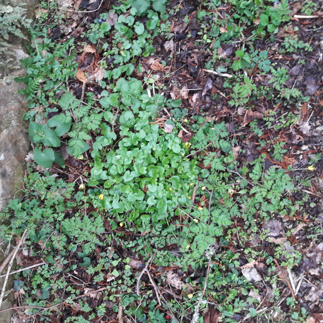 biodiversité chemin