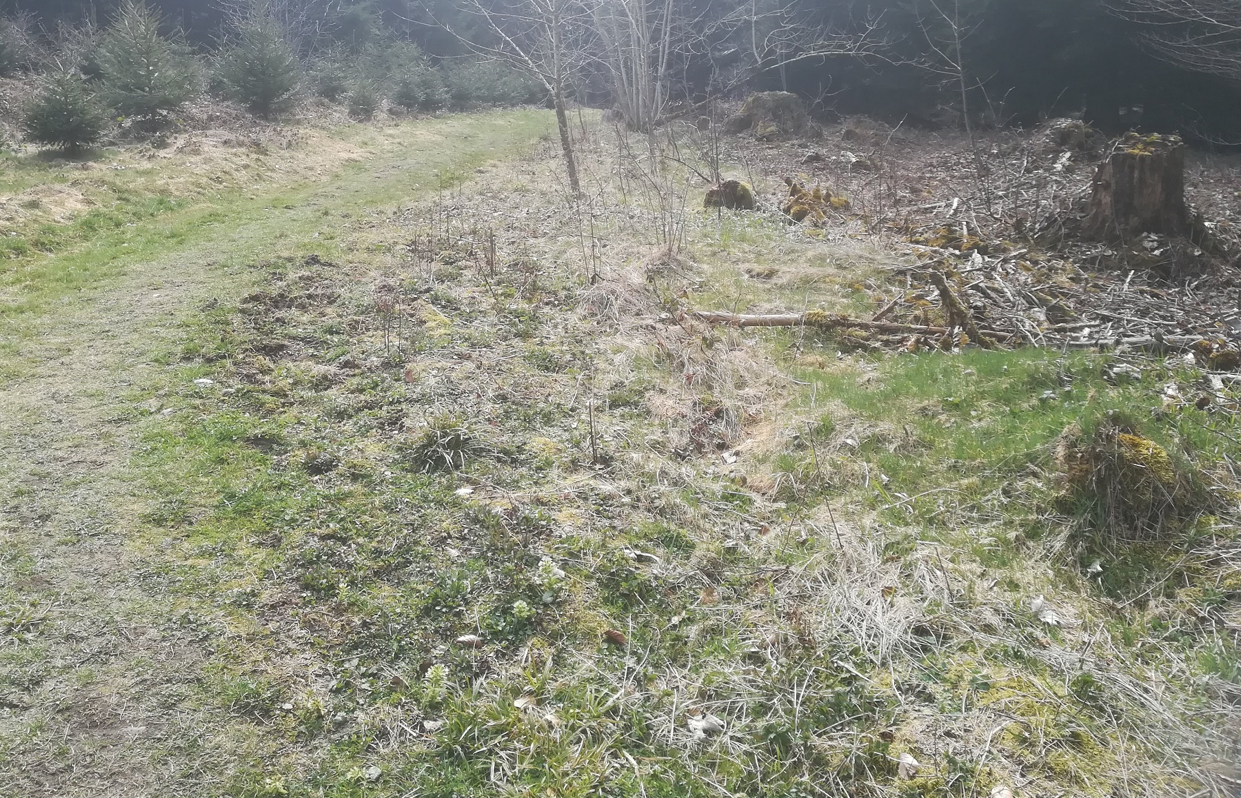 bord de chemin en forêt