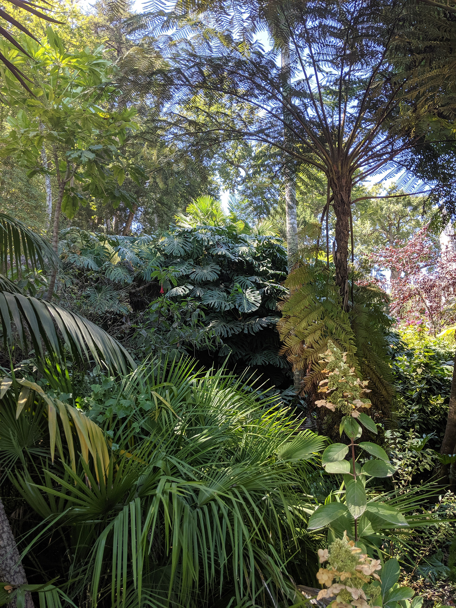Une forêt luxuriante : on reconnait des fougères et une grosse monstera