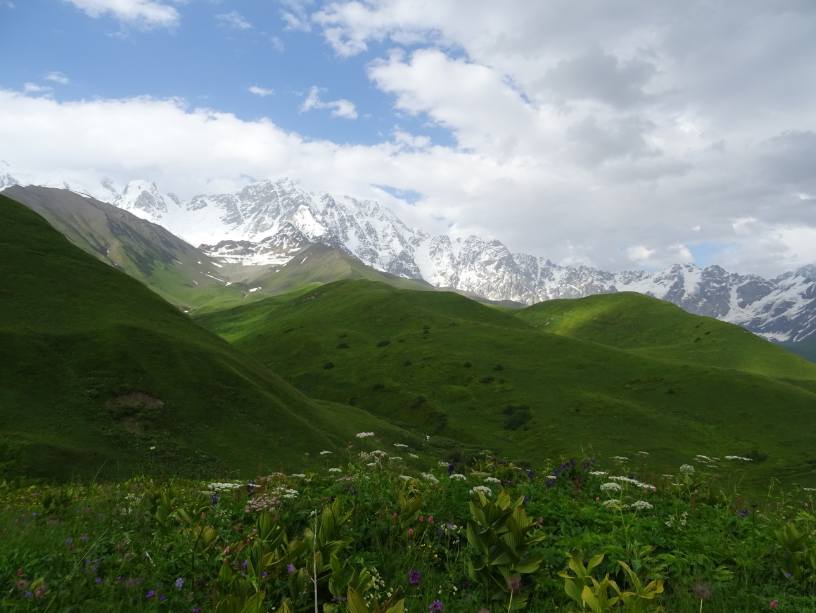 prairies alpines face à montagnes (caucase)