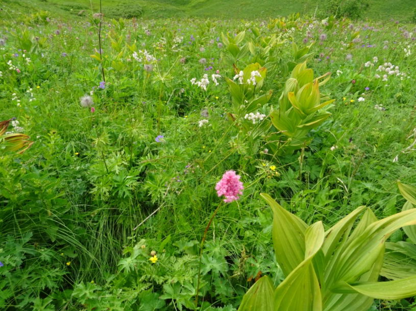 renouée bistorte et verâtre