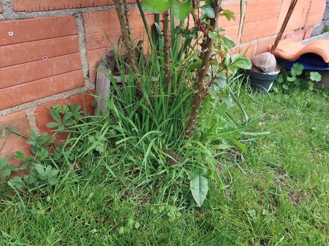 Biodiversité au jardin