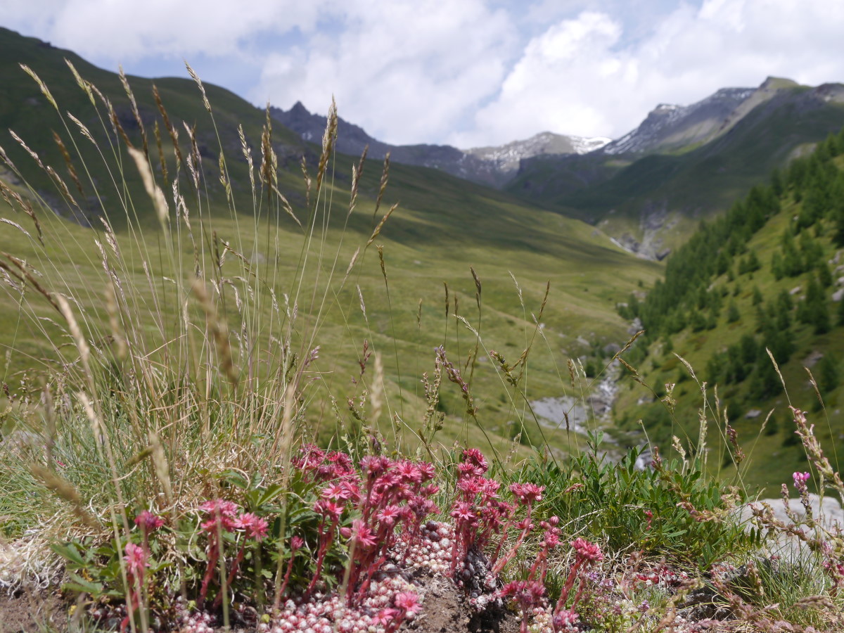 joubarbe_queyrassine