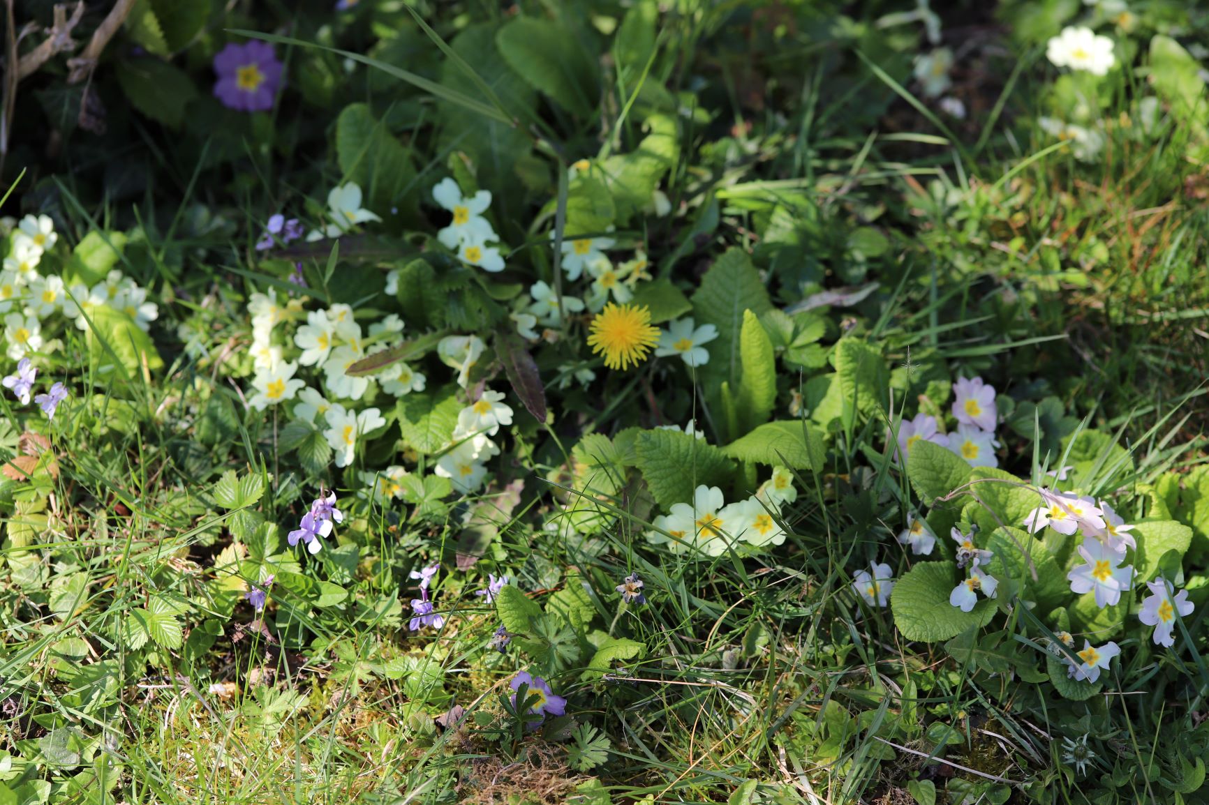 biodiversité dans mon jardin