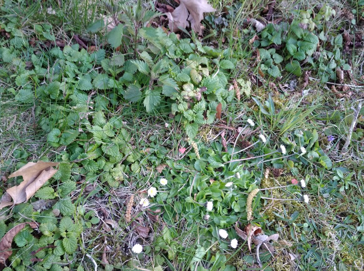 photo du sol du jardin