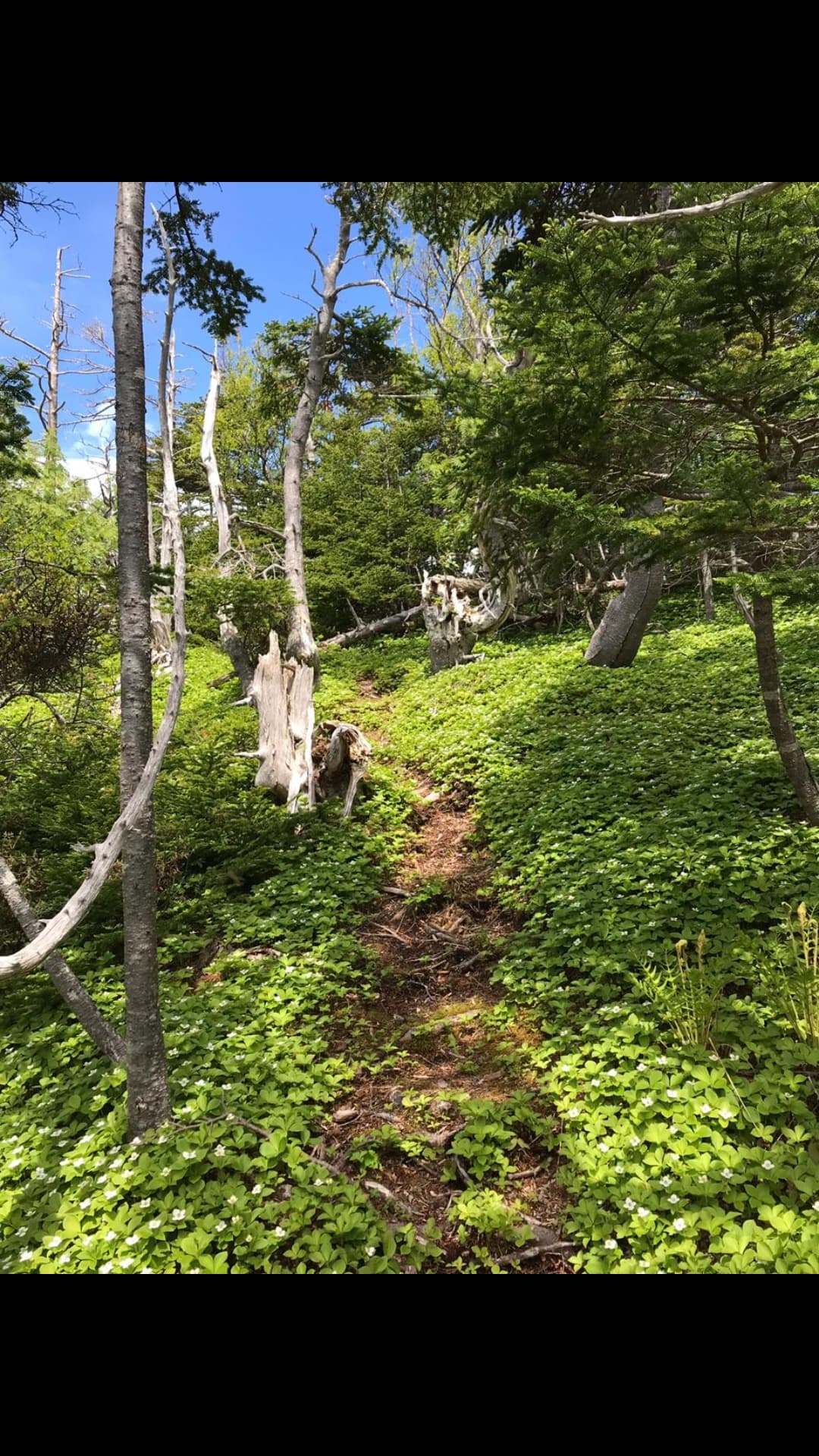 Mirande - Miquelon 975