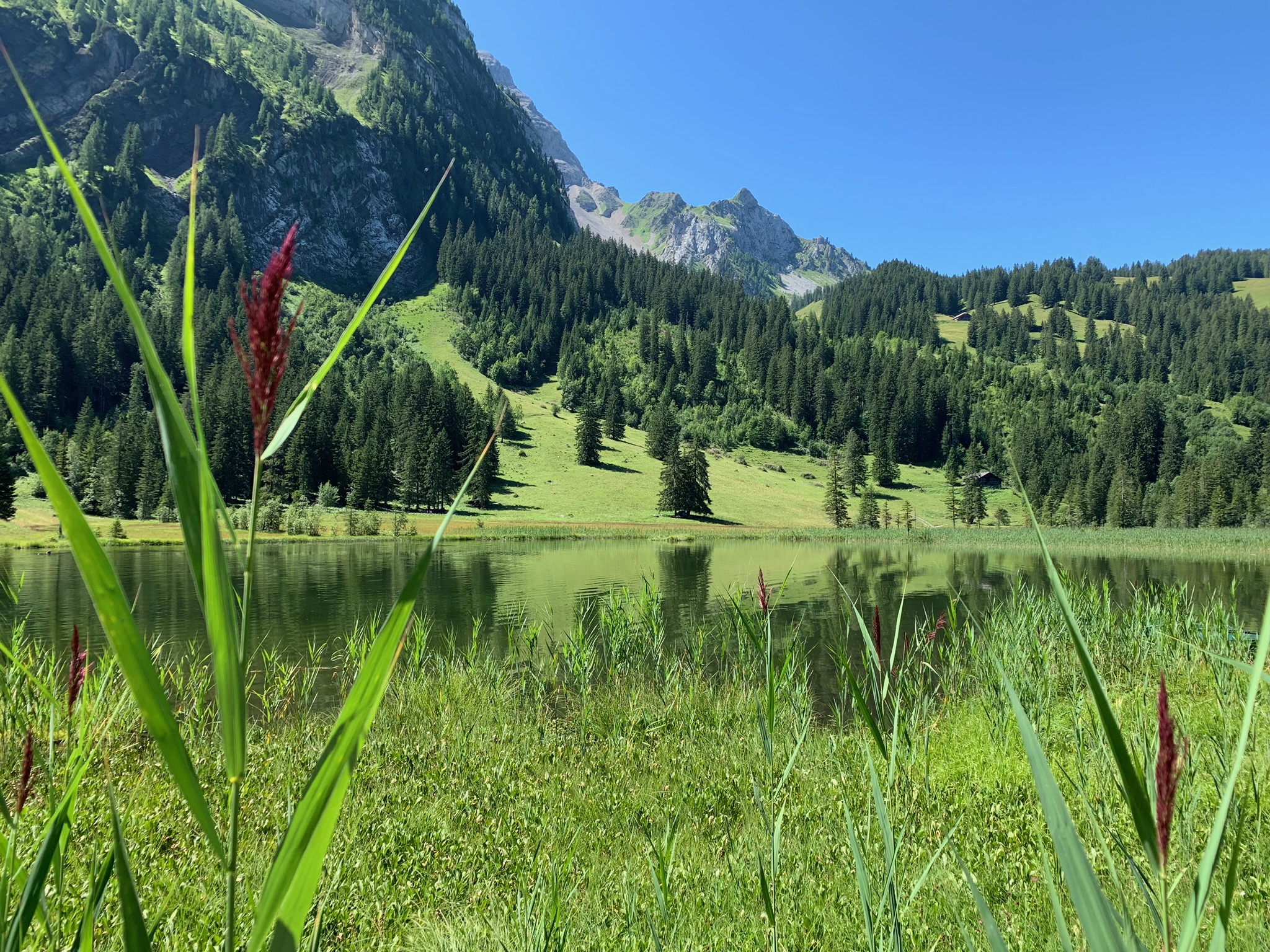 Roseaux du Lauenensee (canton de Bern) Suisse - Biodiversité alpine