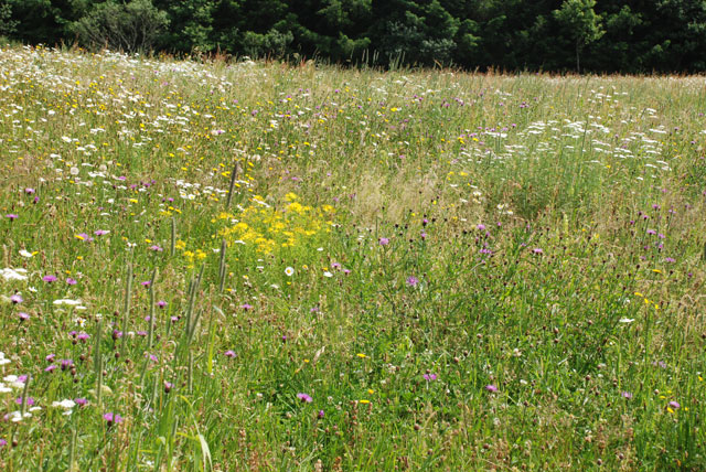 prairie fleurie d'été