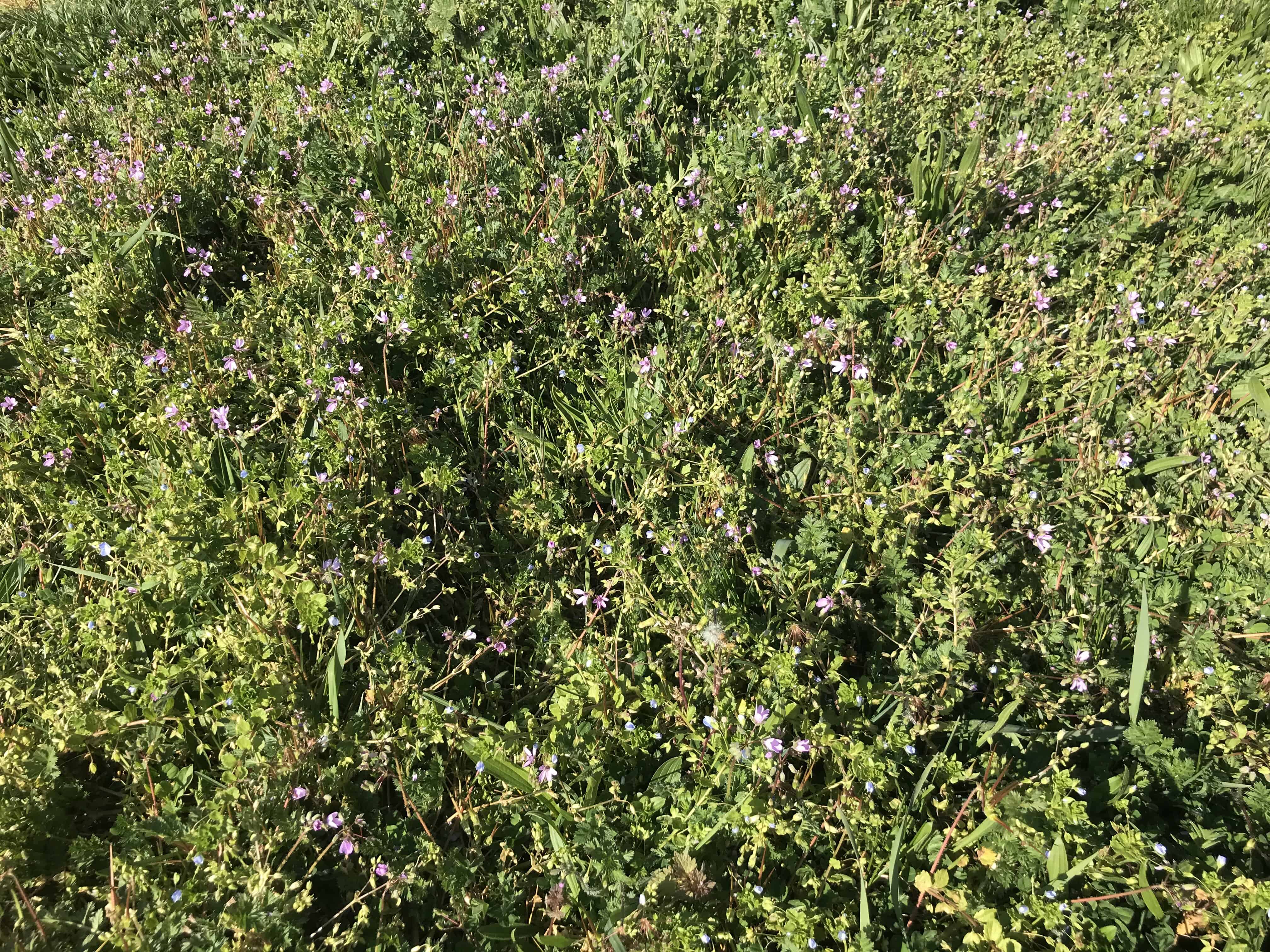 Photo d'un parterre de fleur sauvage