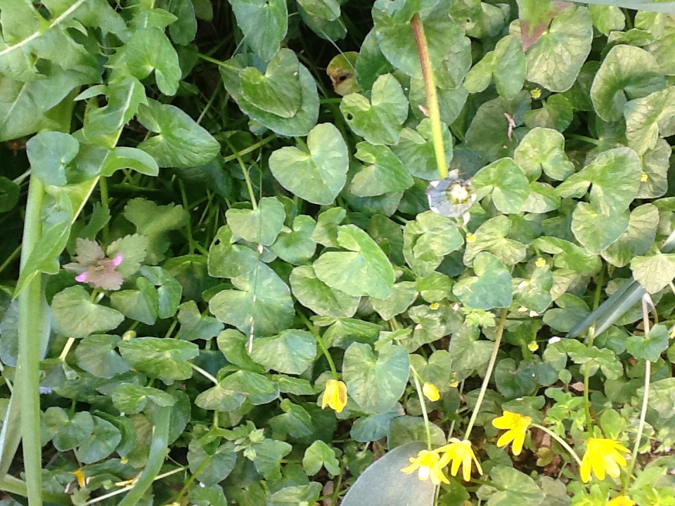 On Peut y voir:ficaire fausse renoncule,pissenlit,glechoma lierre terrestre,feuilles de jacinthe des bois ,un brin de Veronique,des feuilles de jonquille et Peut etre d,euphorbia en bars a droite