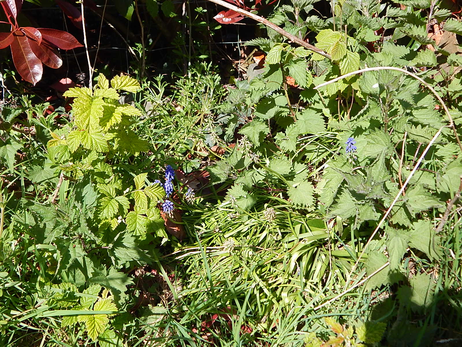 Diversité végétale dans mon jardin - 31 mars 2020