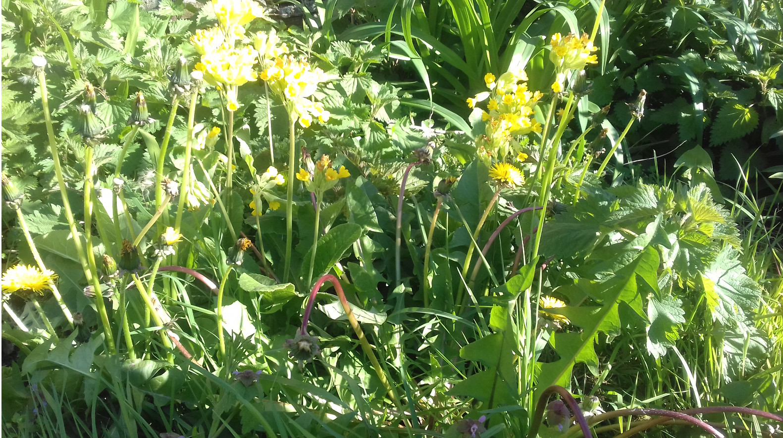 Orties, primevères communes, pissenlit, herbe, chiendent et lamier