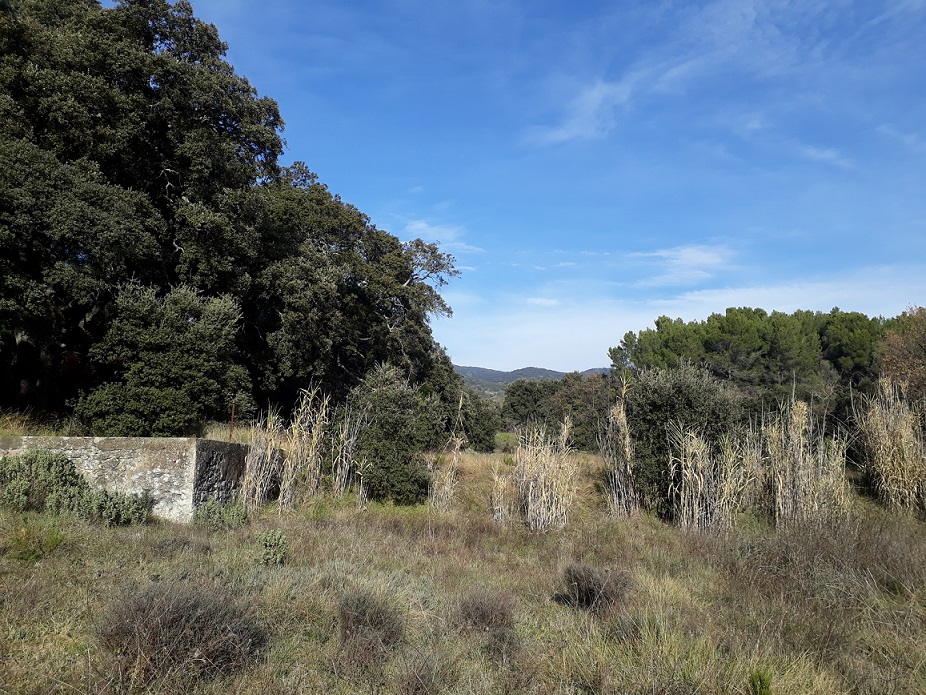 Chêne vert, pin, ciste, canne de Provence...