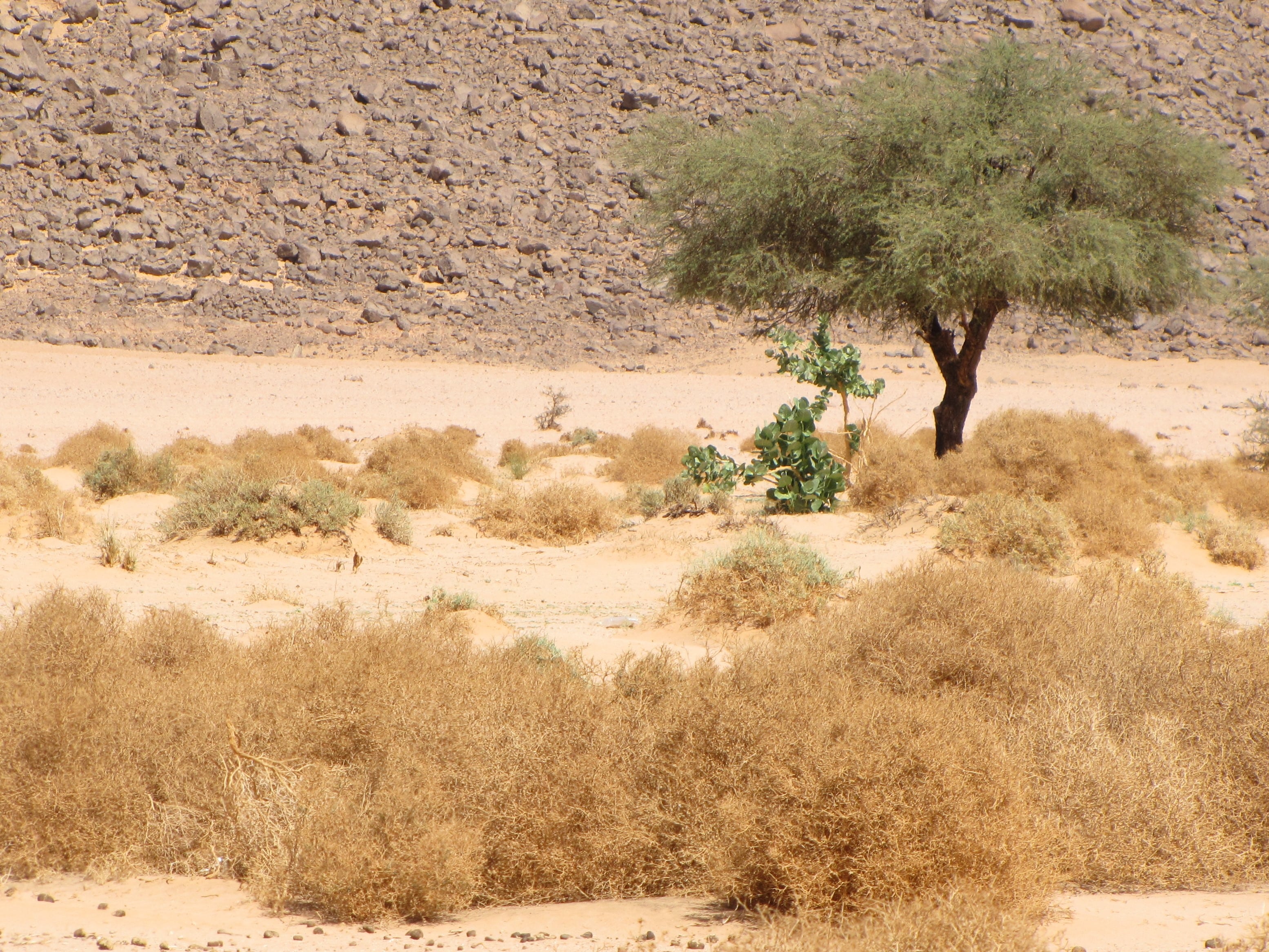Désert Sahara - biodiversité