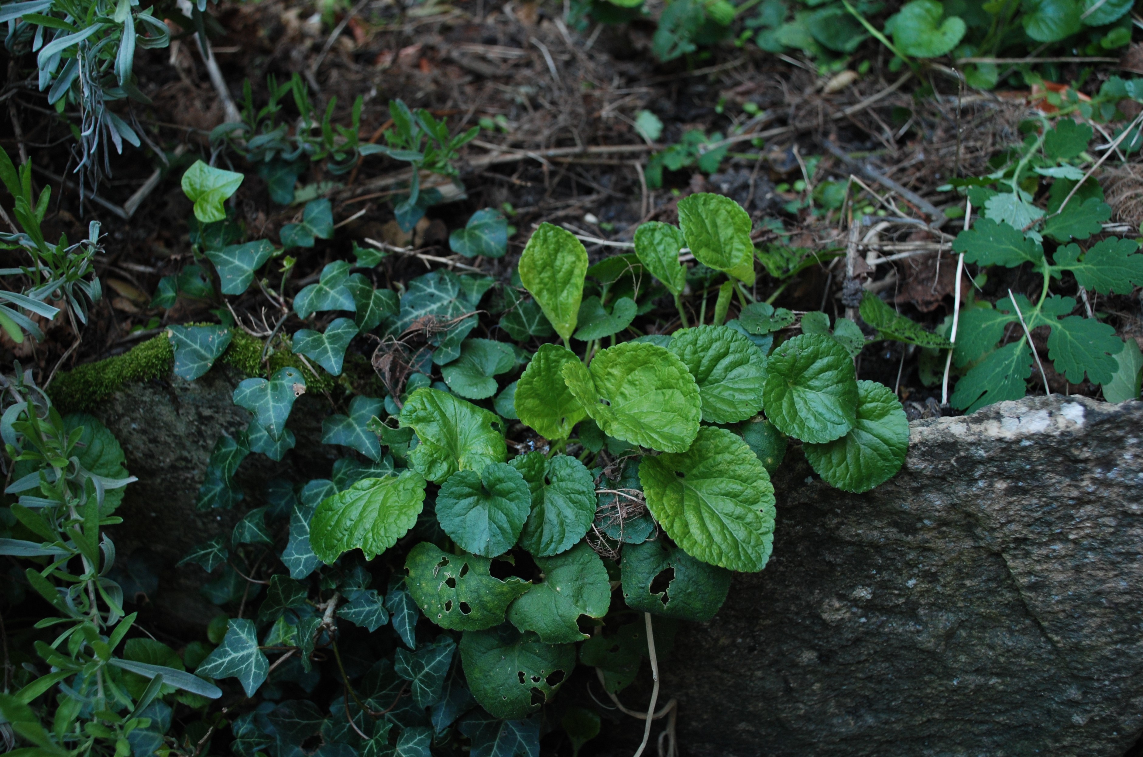 violette odorante, chelidonium majus, lierre grimpant