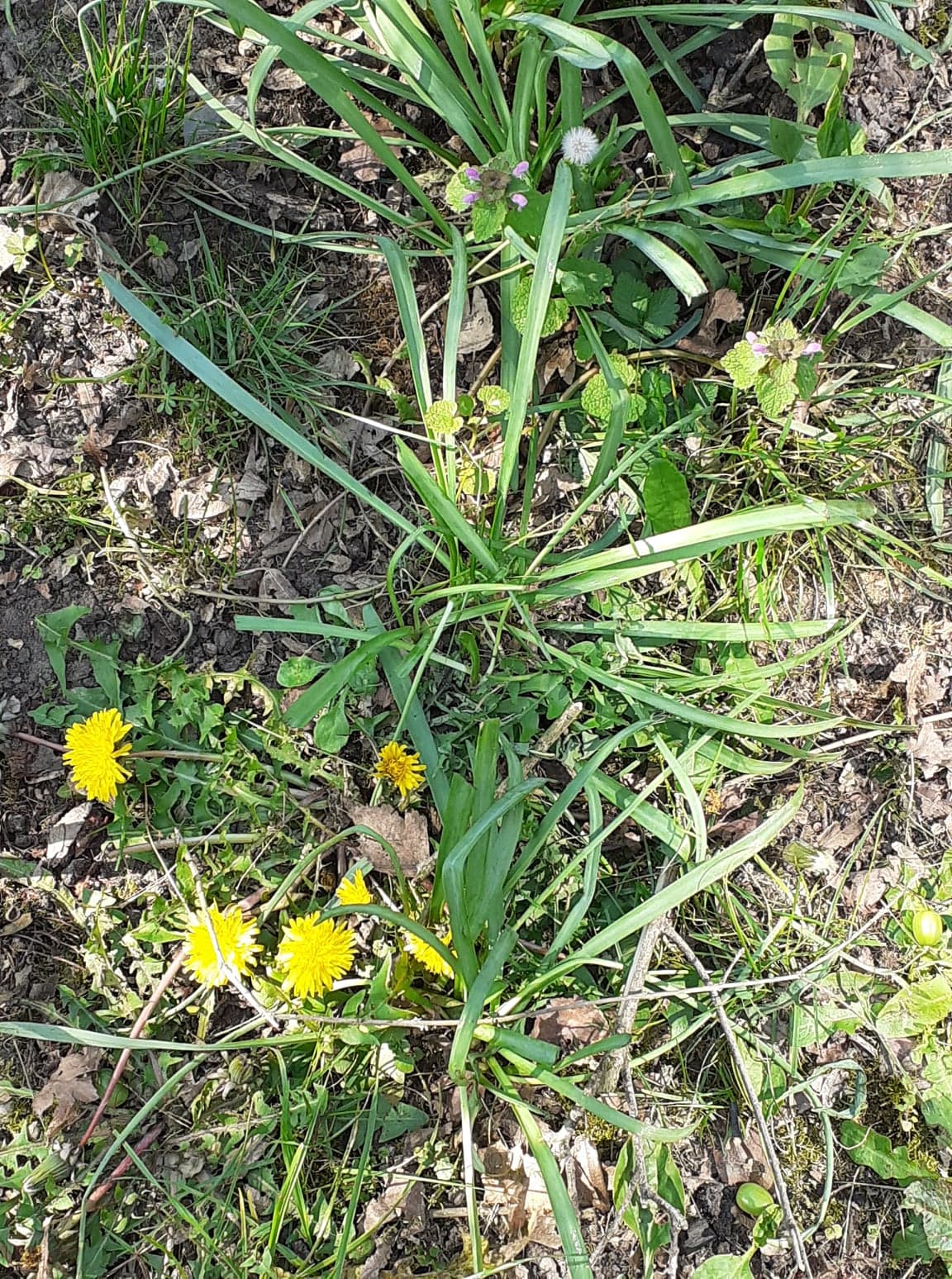 pissenlits et lamier pourpre