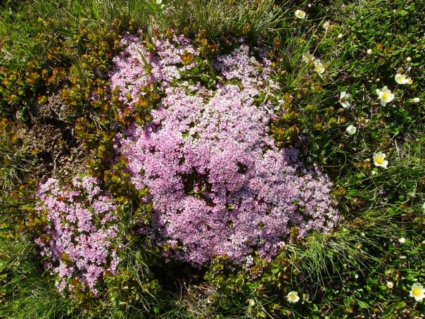 tapis de silene acaule, entouré de myrtilliers et de dryades à 8 pétales