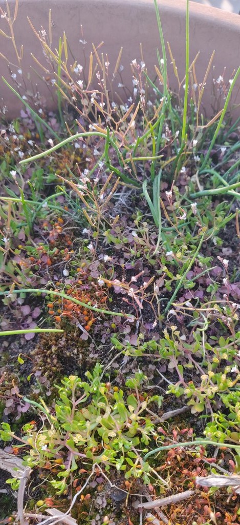 pot sur balcon courbevoie