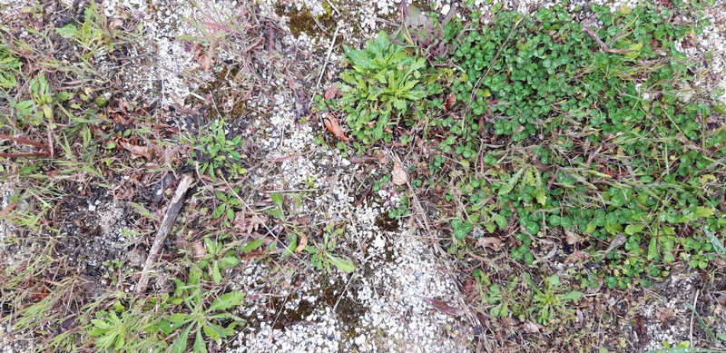 écosystème sur gravier et géotextile