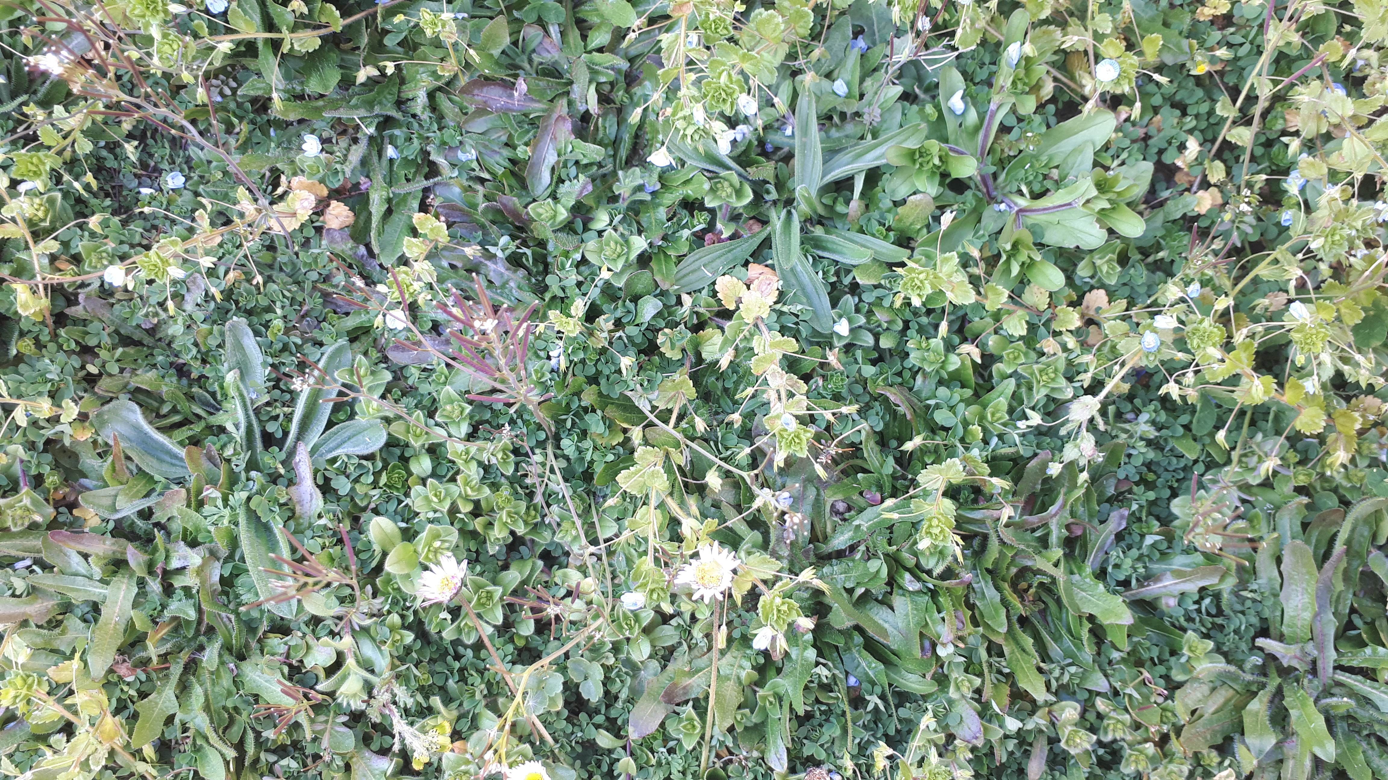 biodiversité dans l'herbe