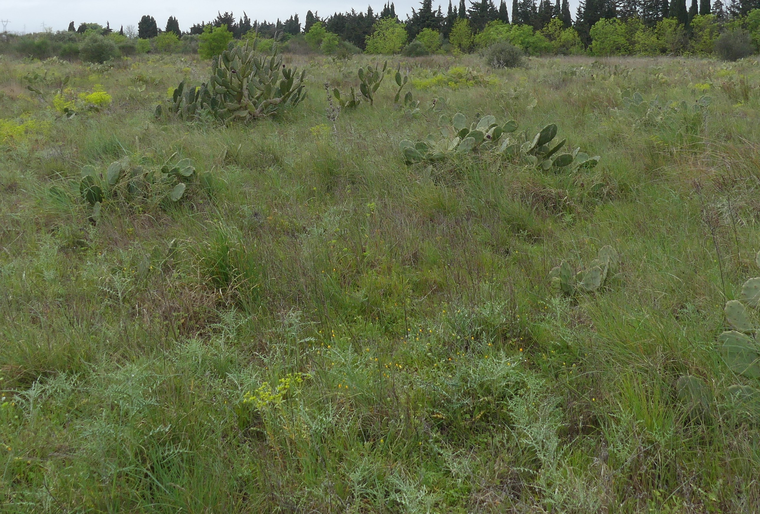 Milieu méditerranée