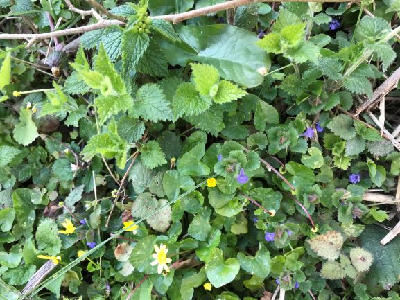 diversité bord chemin