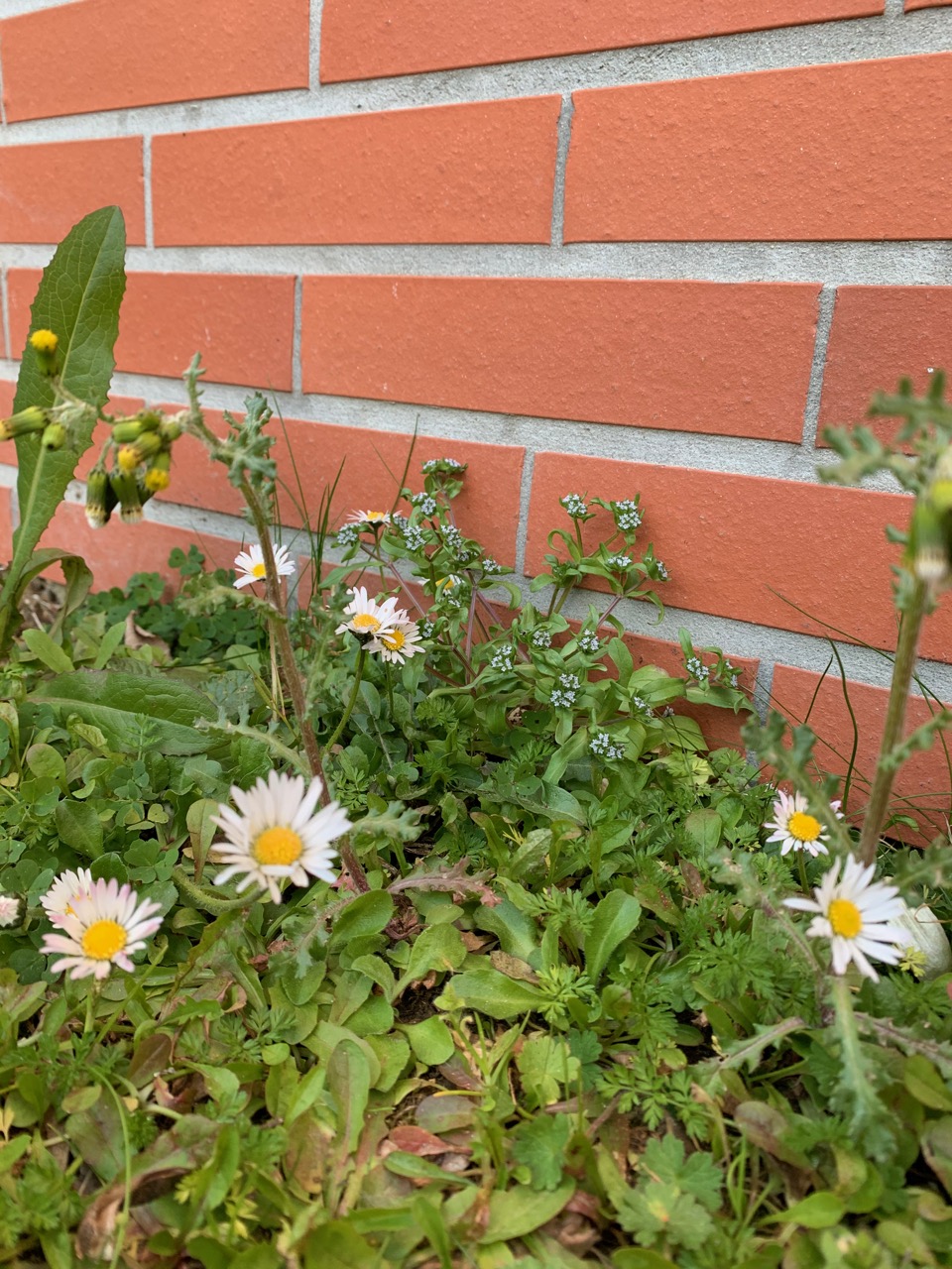 biodiversité_coin_de_jardin_pâquerette_séneçon_mâche_douchette