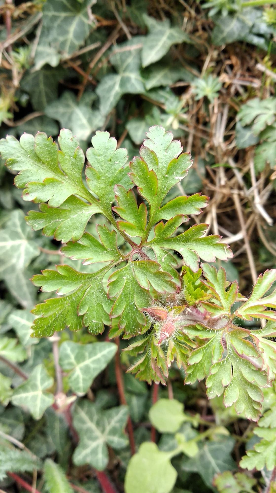 Géranium herbe à Robert