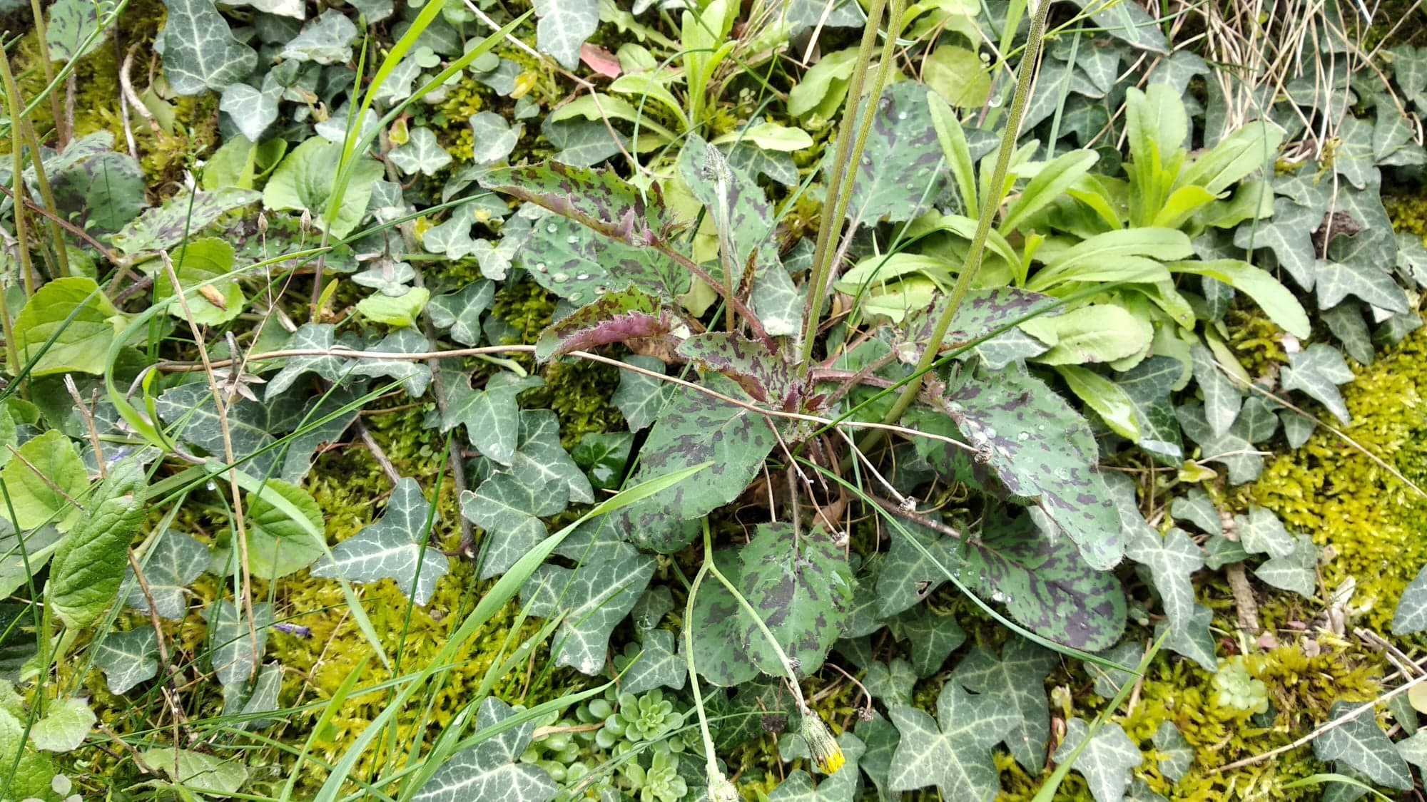 Plantes en bordure d'habitations