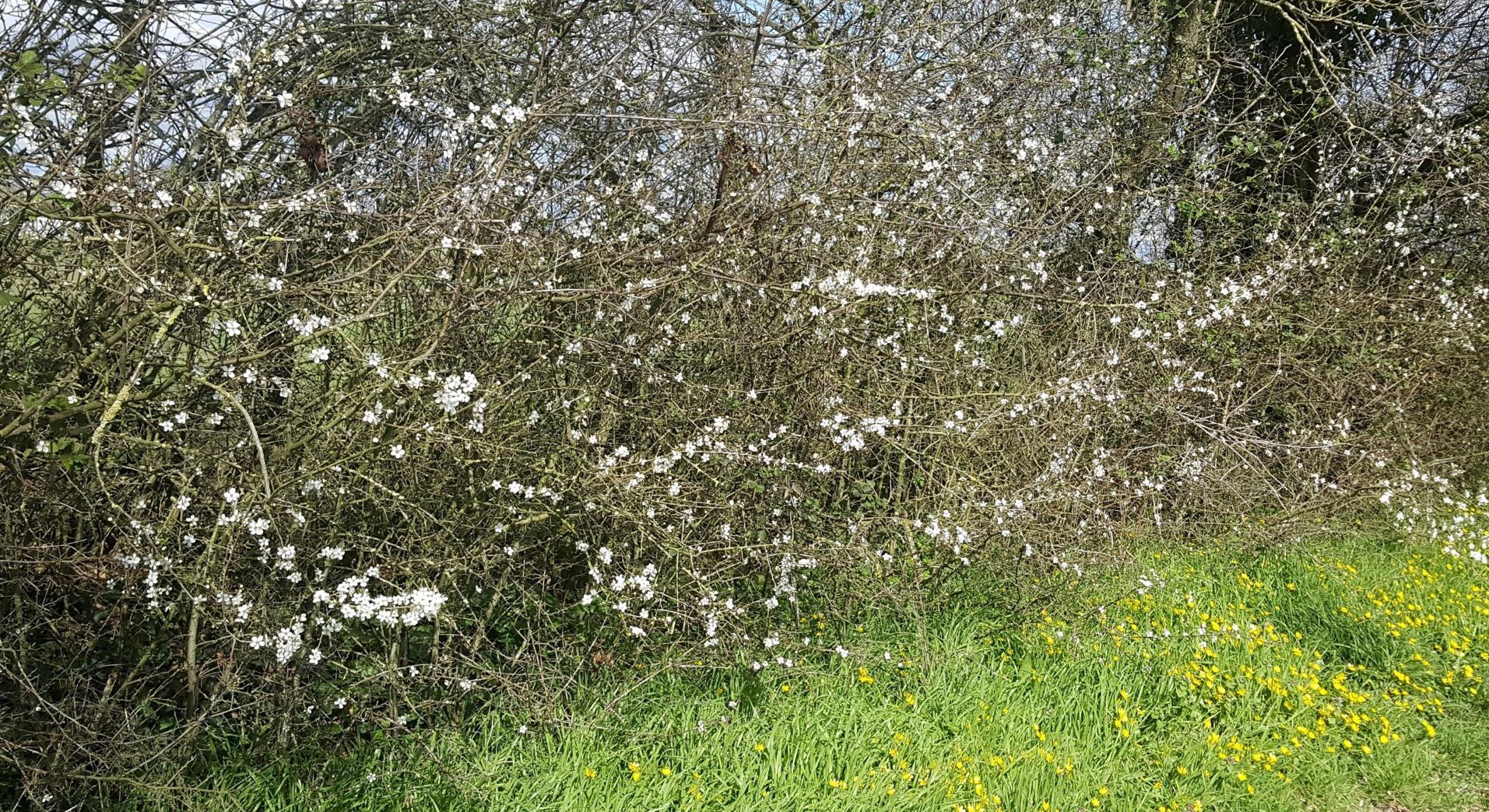 Bretagne Ille et Vilaine Balade en bordure de champs